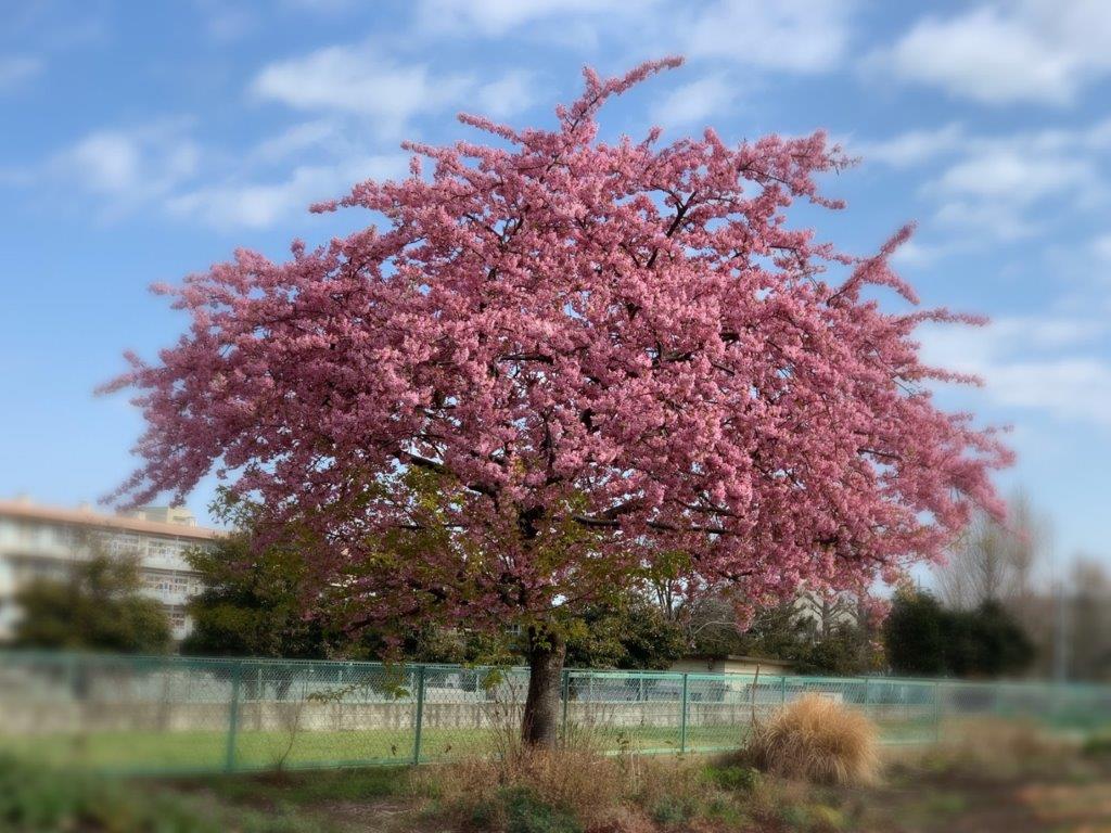 梅の花