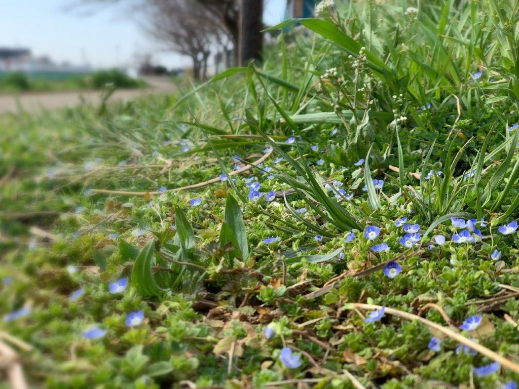 小さな春の花