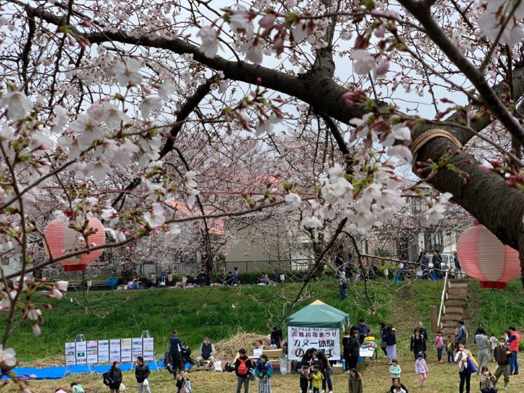 満開の桜