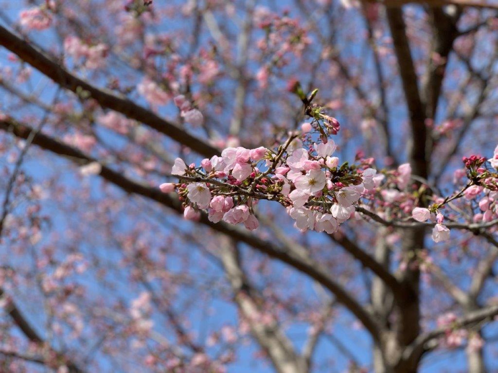 満開の桜