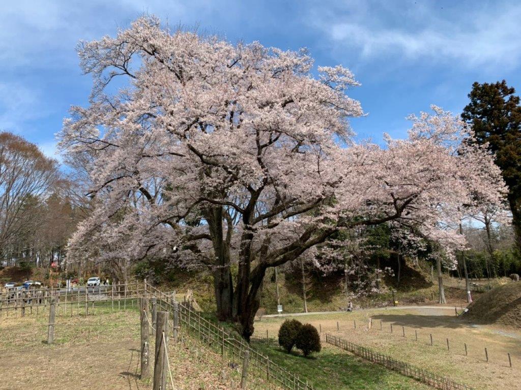 エドヒガン