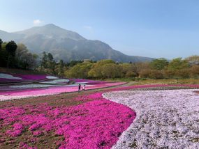 秩父の羊山公園