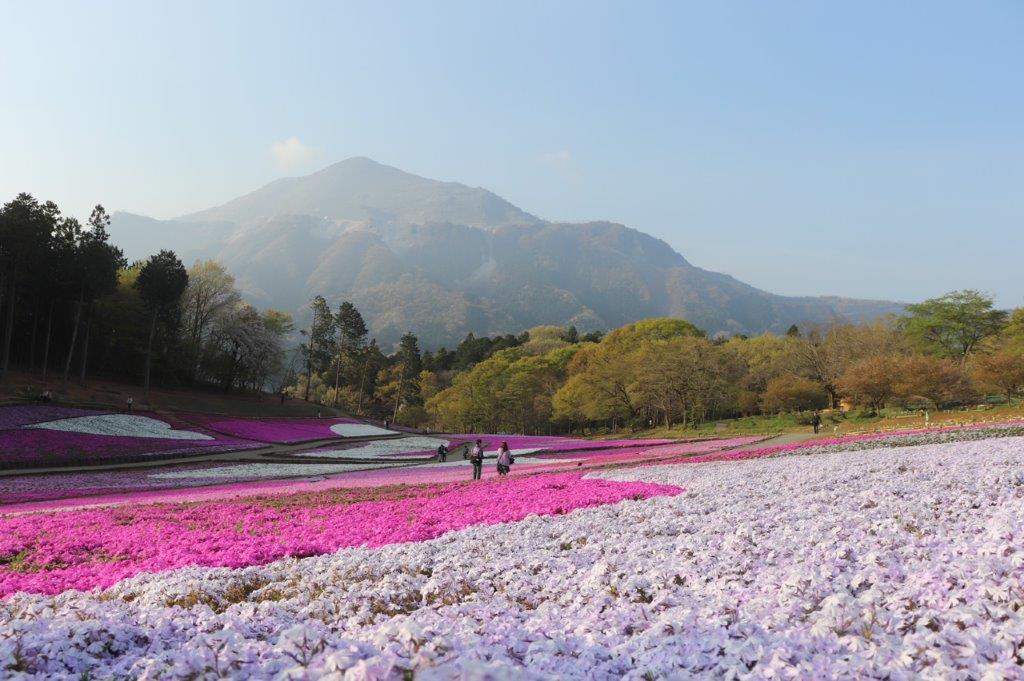 秩父の羊山公園